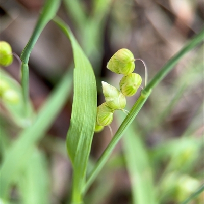 Briza minor (Shivery Grass) at Ainslie, ACT - 6 Nov 2024 by Hejor1