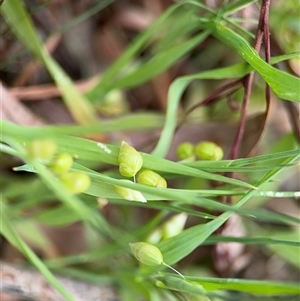 Briza minor at Ainslie, ACT - 6 Nov 2024