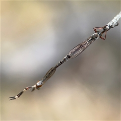 Leptogaster sp. (genus) (Robber fly) at Campbell, ACT - 6 Nov 2024 by Hejor1