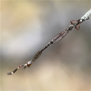 Leptogaster sp. (genus) at Campbell, ACT - 6 Nov 2024