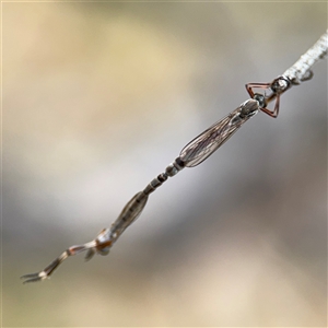 Leptogaster sp. (genus) at Campbell, ACT - 6 Nov 2024