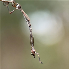 Leptogaster sp. (genus) at Campbell, ACT - 6 Nov 2024