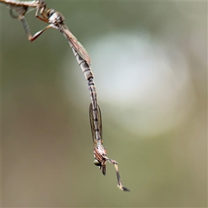 Leptogaster sp. (genus) at Campbell, ACT - 6 Nov 2024