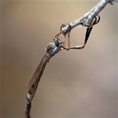 Leptogaster sp. (genus) at Campbell, ACT - 6 Nov 2024