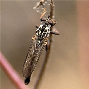 Cerdistus sp. (genus) at Campbell, ACT - 6 Nov 2024