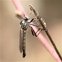 Cerdistus sp. (genus) at Campbell, ACT - 6 Nov 2024