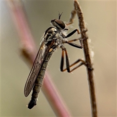 Cerdistus sp. (genus) at Campbell, ACT - 6 Nov 2024