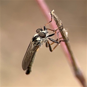 Cerdistus sp. (genus) at Campbell, ACT - 6 Nov 2024