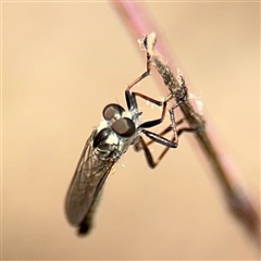 Cerdistus sp. (genus) at Campbell, ACT - 6 Nov 2024