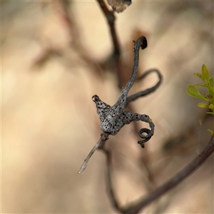 Apiomorpha munita at Campbell, ACT - 6 Nov 2024 01:23 PM