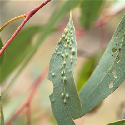 Ophelimus maskellii (Eucalyptus Gall Wasp) at Campbell, ACT - 6 Nov 2024 by Hejor1