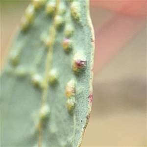 Ophelimus maskellii at Campbell, ACT - 6 Nov 2024