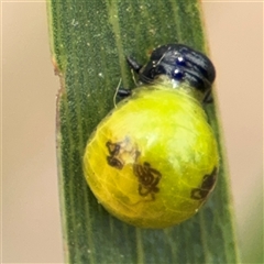 Calomela (genus) (Acacia leaf beetle) at Campbell, ACT - 6 Nov 2024 by Hejor1