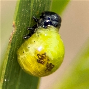 Calomela sp. (genus) at Campbell, ACT - 6 Nov 2024