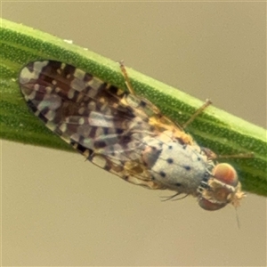 Austrotephritis poenia at Campbell, ACT - 6 Nov 2024