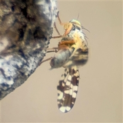 Austrotephritis poenia at Campbell, ACT - 6 Nov 2024