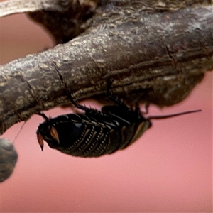 Ellipsidion australe at Campbell, ACT - 6 Nov 2024