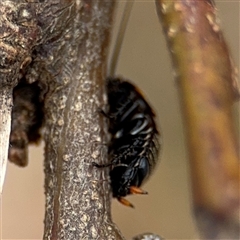 Ellipsidion australe at Campbell, ACT - 6 Nov 2024