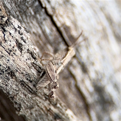 Phaulacridium vittatum (Wingless Grasshopper) at Campbell, ACT - 6 Nov 2024 by Hejor1