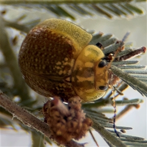 Paropsisterna cloelia at Campbell, ACT - 6 Nov 2024 01:45 PM