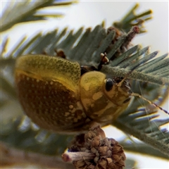 Paropsisterna cloelia at Campbell, ACT - 6 Nov 2024 01:45 PM