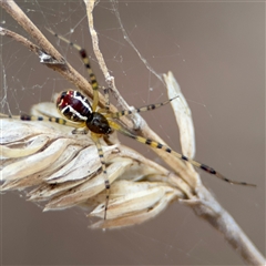 Theridion pyramidale (Tangle-web spider) at Campbell, ACT - 6 Nov 2024 by Hejor1