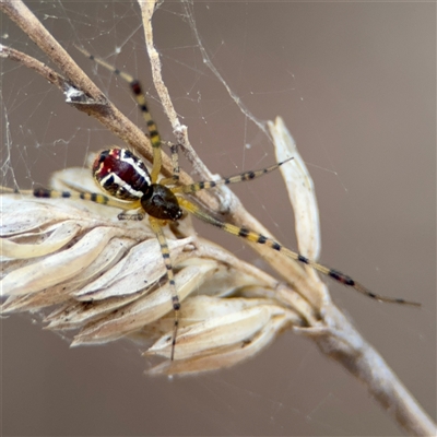 Theridion pyramidale at Campbell, ACT - 6 Nov 2024 by Hejor1