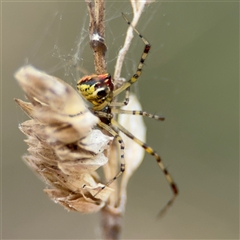 Theridion pyramidale at Campbell, ACT - 6 Nov 2024