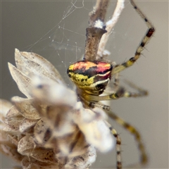 Theridion pyramidale at Campbell, ACT - 6 Nov 2024