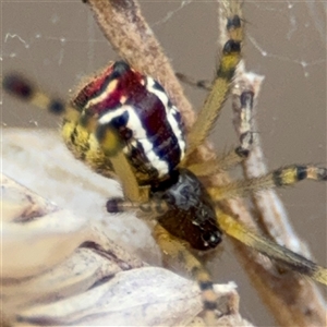 Theridion pyramidale at Campbell, ACT - 6 Nov 2024