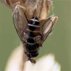 Cylindromyia sp. (genus) (Bristle fly) at Campbell, ACT - 6 Nov 2024 by Hejor1