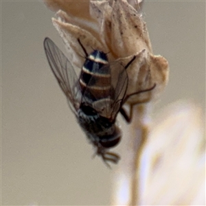 Cylindromyia sp. (genus) at Campbell, ACT - 6 Nov 2024