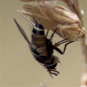 Cylindromyia sp. (genus) at Campbell, ACT - 6 Nov 2024