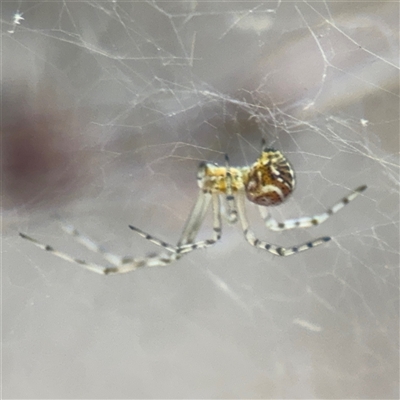 Parasteatoda sp. (genus) (A comb-footed spider) at Campbell, ACT - 6 Nov 2024 by Hejor1