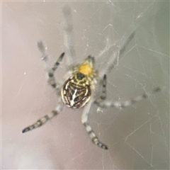 Parasteatoda sp. (genus) at Campbell, ACT - 6 Nov 2024