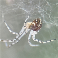 Parasteatoda sp. (genus) at Campbell, ACT - 6 Nov 2024