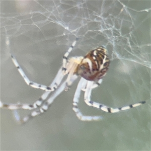 Parasteatoda sp. (genus) at Campbell, ACT - 6 Nov 2024