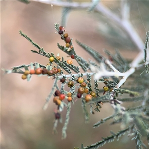 Austroacacidiplosis botrycephalae at Ainslie, ACT - 6 Nov 2024