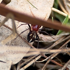 Habronestes sp. (genus) at Campbell, ACT - 6 Nov 2024 02:01 PM