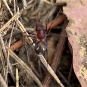 Habronestes sp. (genus) at Campbell, ACT - 6 Nov 2024 02:01 PM