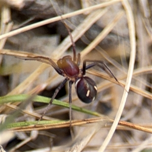 Habronestes sp. (genus) at Campbell, ACT - 6 Nov 2024 02:01 PM