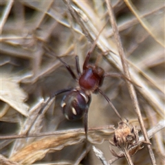 Habronestes sp. (genus) at Campbell, ACT - 6 Nov 2024 02:01 PM