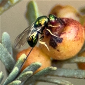 Torymidae (family) at Campbell, ACT - 6 Nov 2024 02:07 PM