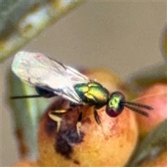 Torymidae (family) at Campbell, ACT - 6 Nov 2024 02:07 PM