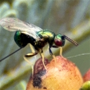 Torymidae (family) at Campbell, ACT - 6 Nov 2024 02:07 PM