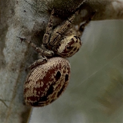 Opisthoncus sp. (genus) (Opisthoncus jumping spider) at Campbell, ACT - 6 Nov 2024 by Hejor1