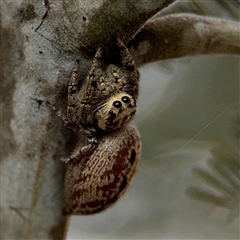 Opisthoncus sp. (genus) at Campbell, ACT - 6 Nov 2024