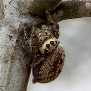 Opisthoncus sp. (genus) at Campbell, ACT - 6 Nov 2024