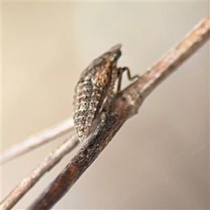 Stenocotini sp. (tribe) at Campbell, ACT - 6 Nov 2024 02:12 PM