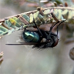 Calyptrate (subsection) (Unidentified house-flies, blow-flies and their allies) at Campbell, ACT - 6 Nov 2024 by Hejor1